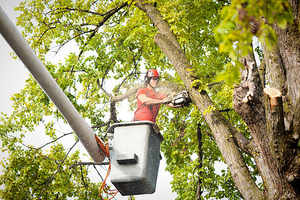 Reliable Wrightsboro, NC Tree Care Services Solutions